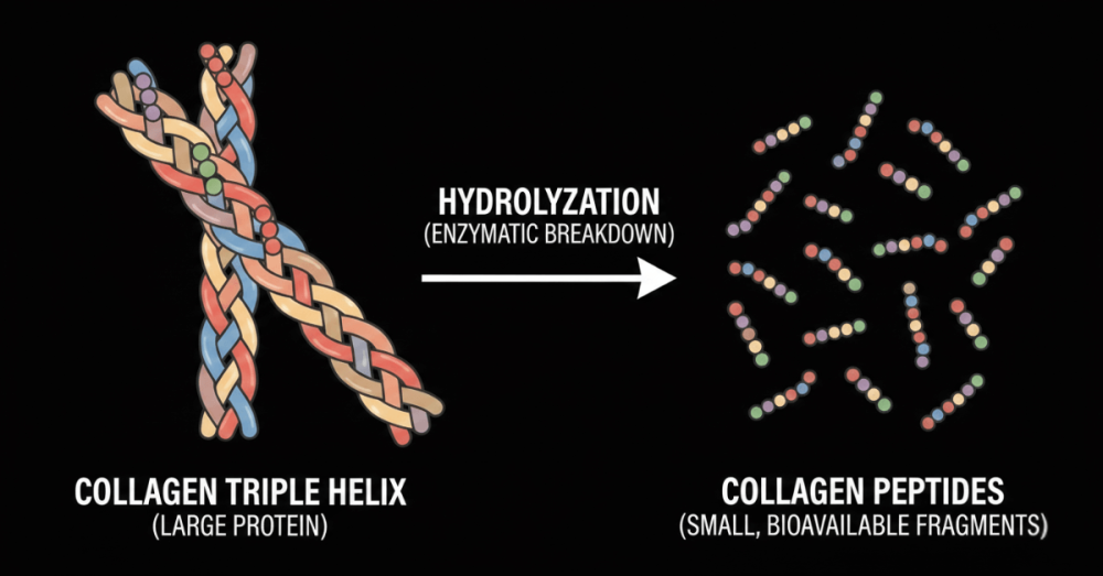Ultimate Nutrition Marine Collagen hydrolyzation diagram illustrating the breakdown of large collagen proteins into easily absorbed peptides.